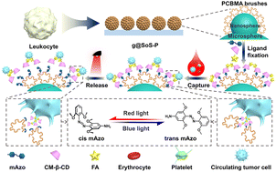 Graphical abstract: A leukocyte-inspired multiscale hierarchical interface for high-efficiency capture and gentle release of circulating tumor cells