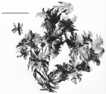 Graphical abstract: Formation of BaSO4 nanoribbons from a molecular mangle