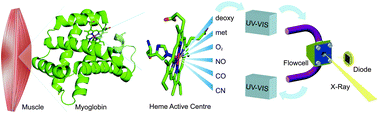 Graphical abstract: Ligand discrimination of myoglobin in solution: an iron L-edge X-ray absorption study of the active centre