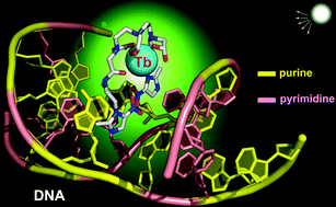 Graphical abstract: Specific recognition of DNA depurination by a luminescent terbium(iii) complex