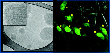 Graphical abstract: Bicontinuous cubic phase nanoparticle lipid chemistry affects toxicity in cultured cells