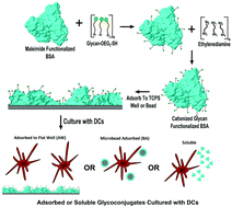 Graphical abstract: Presentation modality of glycoconjugates modulates dendritic cell phenotype