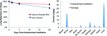 Graphical abstract: Bioavailability, distribution and clearance of tracheally instilled, gavaged or injected cerium dioxide nanoparticles and ionic cerium