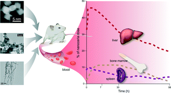 Graphical abstract: Nanoceria biodistribution and retention in the rat after its intravenous administration are not greatly influenced by dosing schedule, dose, or particle shape