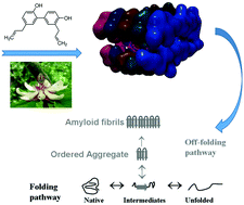 Graphical abstract: Bioactive polyphenol interactions with β amyloid: a comparison of binding modelling, effects on fibril and aggregate formation and neuroprotective capacity