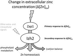 Graphical abstract: Yeast Saccharomyces cerevisiae adiponectin receptor homolog Izh2 is involved in the regulation of zinc, phospholipid and pH homeostasis