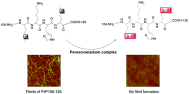 Graphical abstract: Methionine oxidation of amyloid peptides by peroxovanadium complexes: inhibition of fibril formation through a distinct mechanism