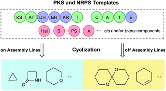 Graphical abstract: Cyclization of polyketides and non-ribosomal peptides on and off their assembly lines