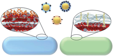 Graphical abstract: Impacts of gold nanoparticle charge and ligand type on surface binding and toxicity to Gram-negative and Gram-positive bacteria