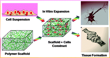 Graphical abstract: Fabrication of polymeric biomaterials: a strategy for tissue engineering and medical devices