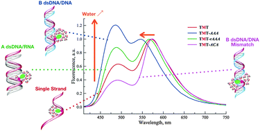 Graphical abstract: Dual emissive analogue of deoxyuridine as a sensitive hydration-reporting probe for discriminating mismatched from matched DNA and DNA/DNA from DNA/RNA duplexes