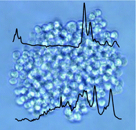 Graphical abstract: Effects of nilotinib on leukaemia cells using vibrational microspectroscopy and cell cloning