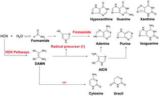 Graphical abstract: Unified reaction pathways for the prebiotic formation of RNA and DNA nucleobases