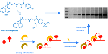 Graphical abstract: Photo-crosslinking of clinically relevant kinases using H89-derived photo-affinity probes