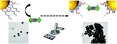 Graphical abstract: Externally controllable glycan presentation on nanoparticle surfaces to modulate lectin recognition