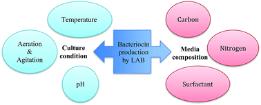 Graphical abstract: Fermentation factors influencing the production of bacteriocins by lactic acid bacteria: a review