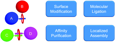 Graphical abstract: Synthetic mimics of biotin/(strept)avidin