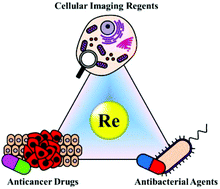 Graphical abstract: Recent development of luminescent rhenium(i) tricarbonyl polypyridine complexes as cellular imaging reagents, anticancer drugs, and antibacterial agents