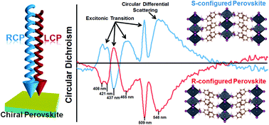 Graphical abstract: A new class of chiral semiconductors: chiral-organic-molecule-incorporating organic–inorganic hybrid perovskites