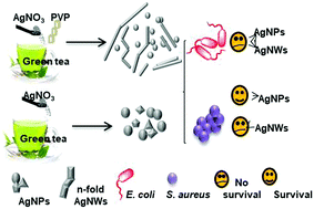 Graphical abstract: Practical mediated-assembly synthesis of silver nanowires using commercial Camellia sinensis extracts and their antibacterial properties