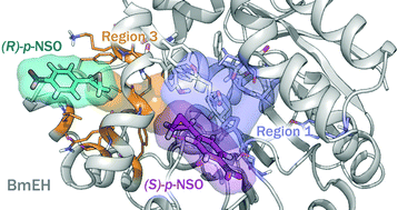 Graphical abstract: Exploring the origins of selectivity in soluble epoxide hydrolase from Bacillus megaterium