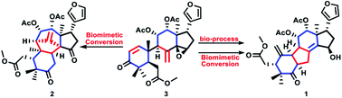 Graphical abstract: Rearranged limonoids with unique 6/5/6/5 tetracarbocyclic skeletons from Toona ciliata and biomimetic structure divergence