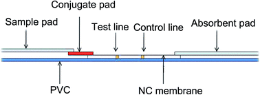 Graphical abstract: CdTe/CdS quantum dot-labeled fluorescent immunochromatography test strips for rapid detection of Escherichia coli O157:H7