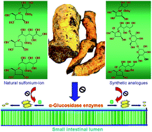 Graphical abstract: Aspects of extraction and biological evaluation of naturally occurring sugar-mimicking sulfonium-ion and their synthetic analogues as potent α-glucosidase inhibitors from Salacia: a review