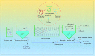 Graphical abstract: Fate and transformation of nanoparticles (NPs) in municipal wastewater treatment systems and effects of NPs on the biological treatment of wastewater: a review