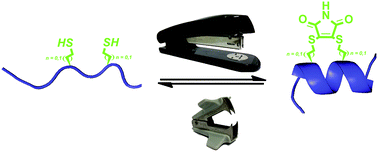 Graphical abstract: Double quick, double click reversible peptide “stapling”