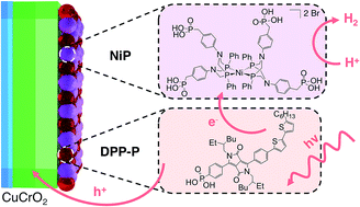 Graphical abstract: Solar H2 generation in water with a CuCrO2 photocathode modified with an organic dye and molecular Ni catalyst