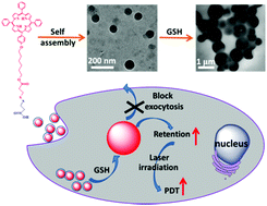 Graphical abstract: GSH-triggered size increase of porphyrin-containing nanosystems for enhanced retention and photodynamic activity