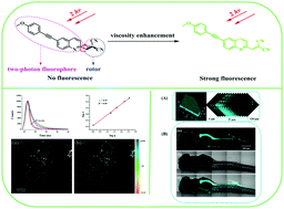 Graphical abstract: A two-photon fluorescent probe for viscosity imaging in vivo
