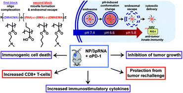 Graphical abstract: Delivery of 5′-triphosphate RNA with endosomolytic nanoparticles potently activates RIG-I to improve cancer immunotherapy