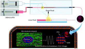 Graphical abstract: Fabrication of redox-responsive doxorubicin and paclitaxel prodrug nanoparticles with microfluidics for selective cancer therapy