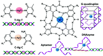 Graphical abstract: Coordination-induced structural changes of DNA-based optical and electrochemical sensors for metal ions detection