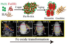 Graphical abstract: Ferrihydrite transformation under the impact of humic acid and Pb: kinetics, nanoscale mechanisms, and implications for C and Pb dynamics