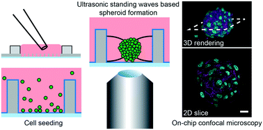 Graphical abstract: Acoustic formation of multicellular tumor spheroids enabling on-chip functional and structural imaging