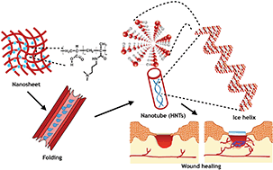 Graphical abstract: Hydrogel nanotubes with ice helices as exotic nanostructures for diabetic wound healing