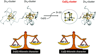 Graphical abstract: Non-coordinative metal selectivity bias in human metallothioneins metal–thiolate clusters
