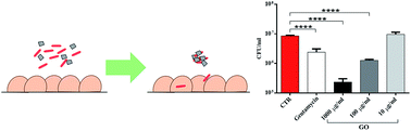 Graphical abstract: Graphene oxide prevents mycobacteria entry into macrophages through extracellular entrapment