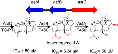 Graphical abstract: Biosynthesis of an anti-tuberculosis sesterterpenoid asperterpenoid A