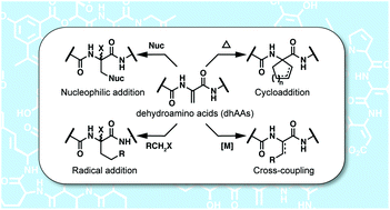 Graphical abstract: Dehydroamino acids: chemical multi-tools for late-stage diversification