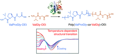 Graphical abstract: Chemoenzymatic synthesis of polypeptides consisting of periodic di- and tri-peptide motifs similar to elastin