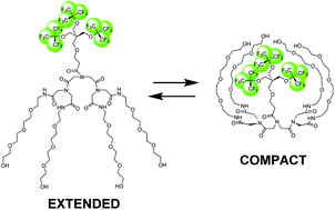 Graphical abstract: Conformational transition of a non-associative fluorinated amphiphile in aqueous solution. II. Conformational transition vs. supramolecular assembly