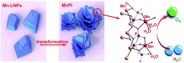 Graphical abstract: Manganese(ii) phosphate nanosheet assembly with native out-of-plane Mn centres for electrocatalytic water oxidation