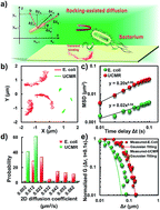 Graphical abstract: Single-particle tracking discloses binding-mediated rocking diffusion of rod-shaped biological particles on lipid membranes