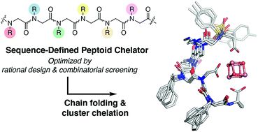 Graphical abstract: A bio-inspired approach to ligand design: folding single-chain peptoids to chelate a multimetallic cluster