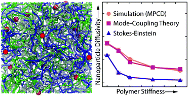 Graphical abstract: Influence of polymer flexibility on nanoparticle dynamics in semidilute solutions