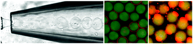 Graphical abstract: Microfluidic fabrication of vesicles with hybrid lipid/nanoparticle bilayer membranes